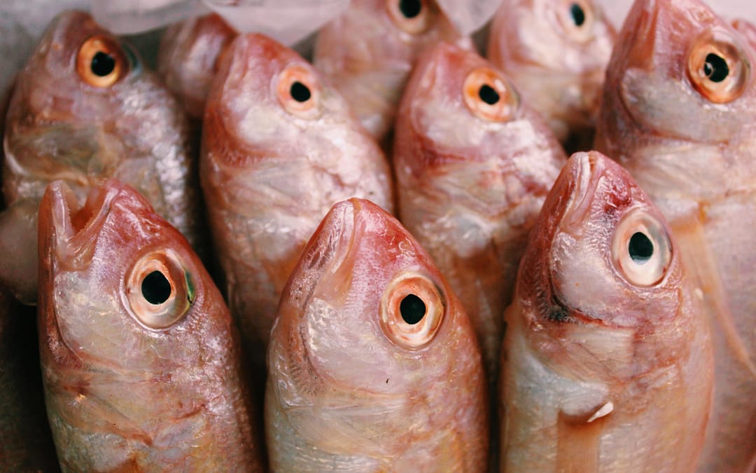 Pourquoi manger du poisson deux fois par semaine ?